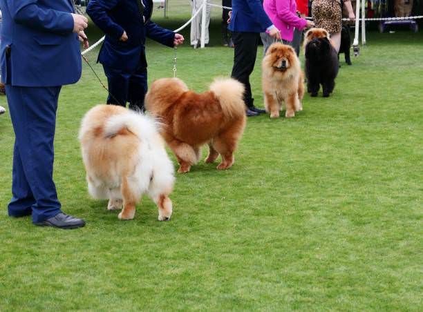 Elevage de CHOW-CHOW